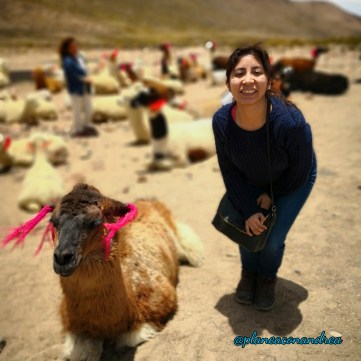 planeaconandrea_arequipa5